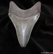Glossy Inch Georgia Megalodon Tooth #1505-1